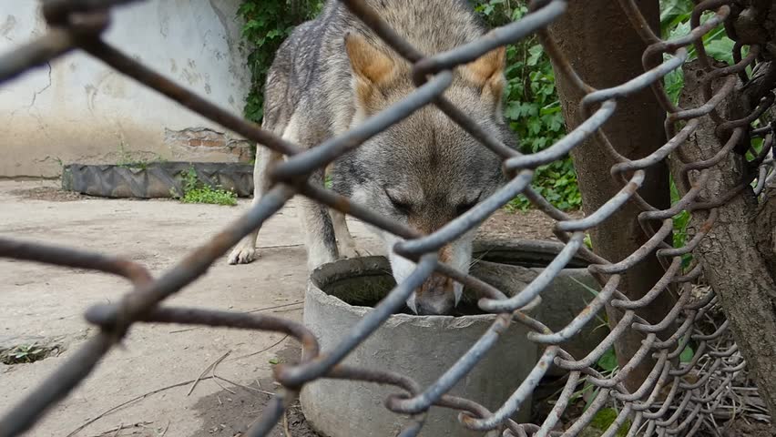 Close handheld shot of a gray wolf drinking from a concrete water trough inside a zoo enclosure. Scene filmed through a wire fence, showing natural behavior in captivity, 2019