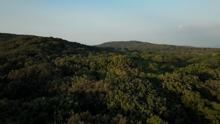 Endless tropical forest in the jungles of Guadalajara, Jalisco, Mexico