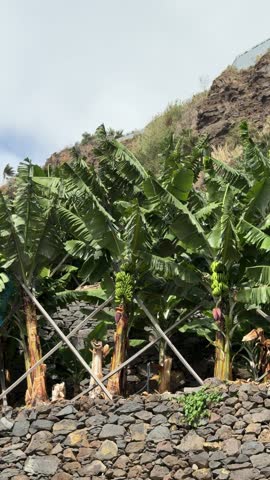 Detail of banana plantation in Madeira, Portugal.
