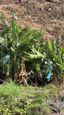Detail of banana plantation in Madeira, Portugal.

