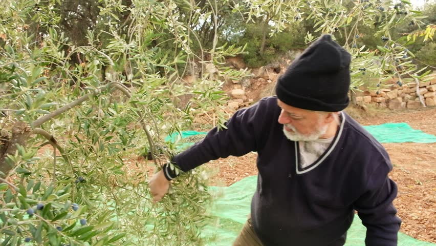 Older man with a white beard using a hand rake to harvest organic black olives from a tree branch, with a net on the ground to collect the falling fruit during the picking season