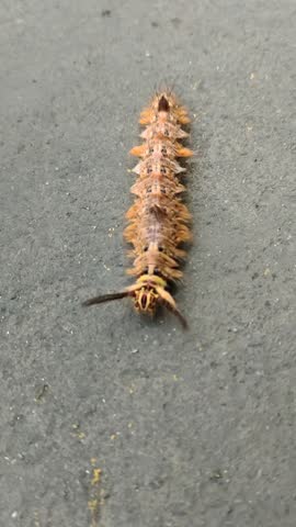The image shows a fuzzy, spiny caterpillar with brown and yellowish coloration. It has tufts of hair along its body, dark markings on the segments, and long bristle-like hairs near the head. 