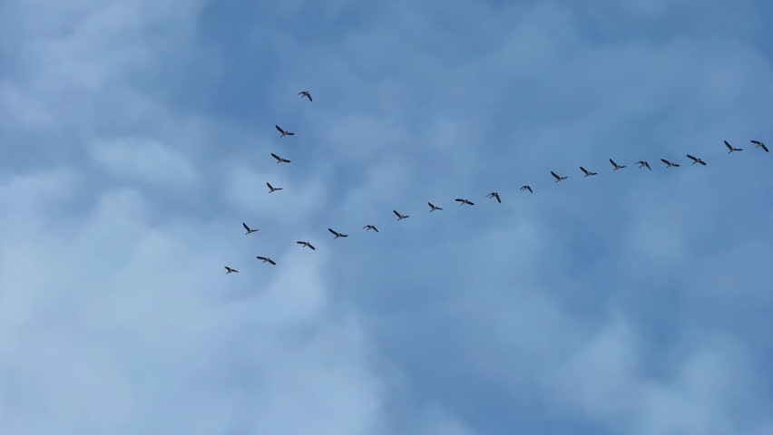 A large group of migratory geese birds flies high across a cloudy, overcast sky in a long, dynamic V-formation.