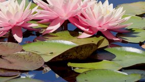 Pink water lilies and green lily pads in sunlight, slow pan over tranquil pond. - Powered by Shutterstock - Get 15% off with code: PIKWIZARD15