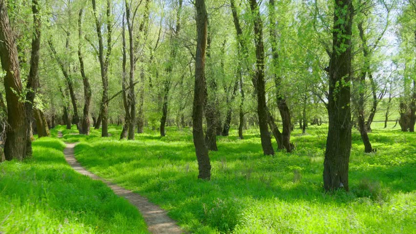 Walking through forest path, beautiful spring landscape with its green grass and trees creates a stunning natural scene
