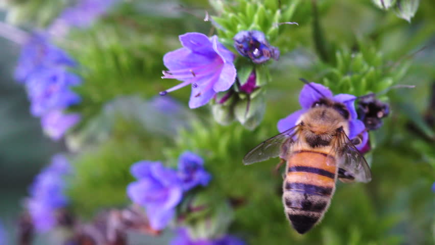 Honey bee collecting pollen from a purple flower in macro close-up.