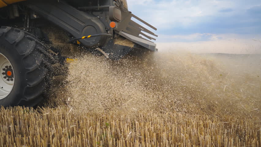 Grain harvester working at field. Combine gathering crop of ripe wheat and throwing straw behind. Concept of harvesting. Slow motion Side view Close up