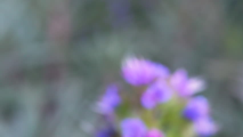 Honey bee collecting pollen from a purple flower in macro close-up.