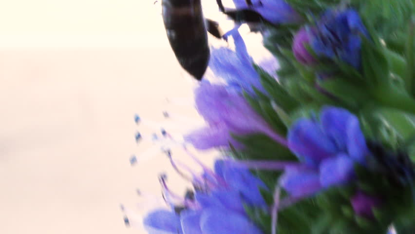 Honey bee collecting pollen from a purple flower in macro close-up.