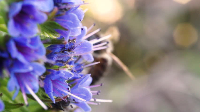 Honey bee collecting pollen from a purple flower in macro close-up.