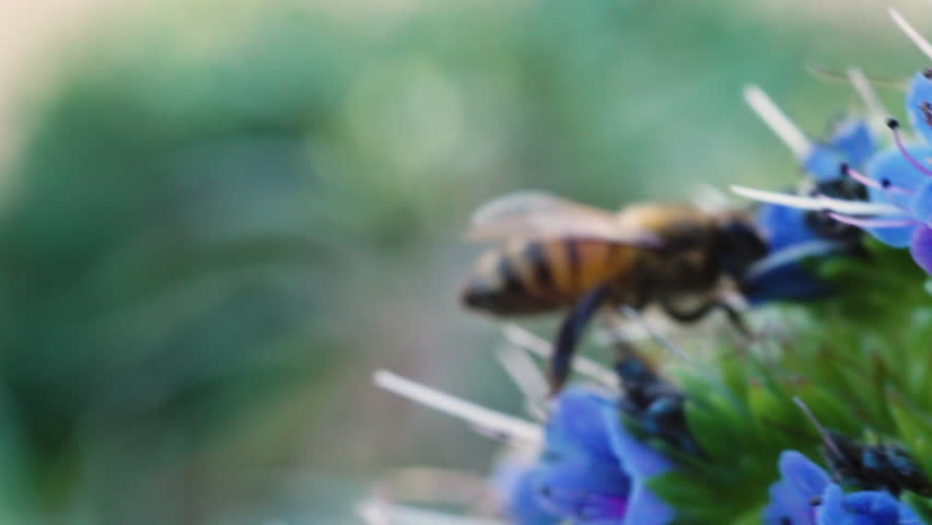 Honey bee collecting pollen from a purple flower in macro close-up.