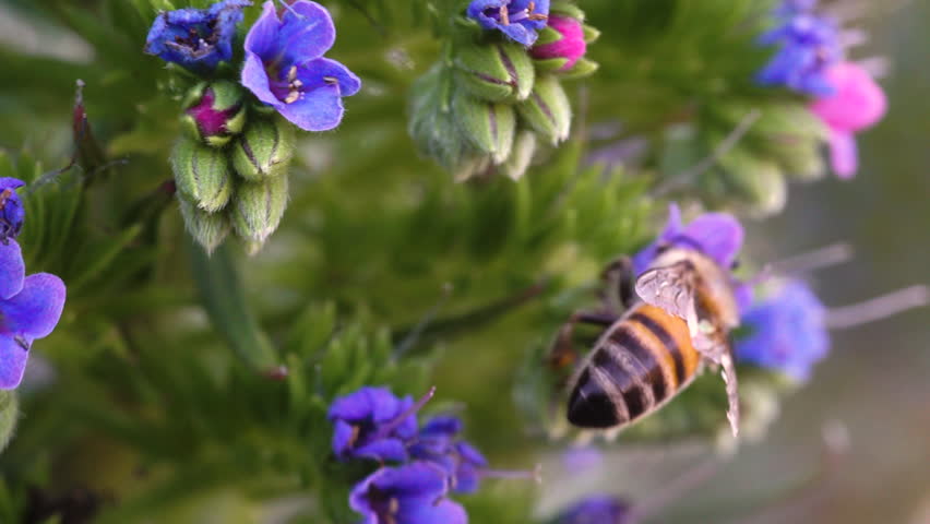 Honey bee collecting pollen from a purple flower in macro close-up.