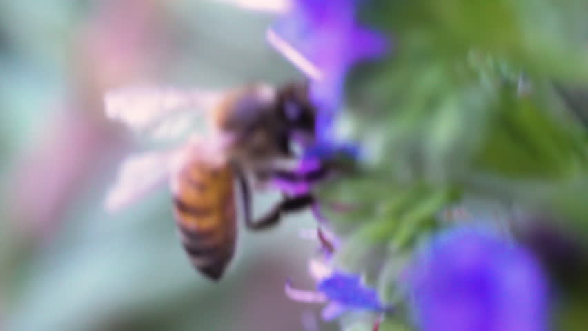Honey bee collecting pollen from a purple flower in macro close-up.