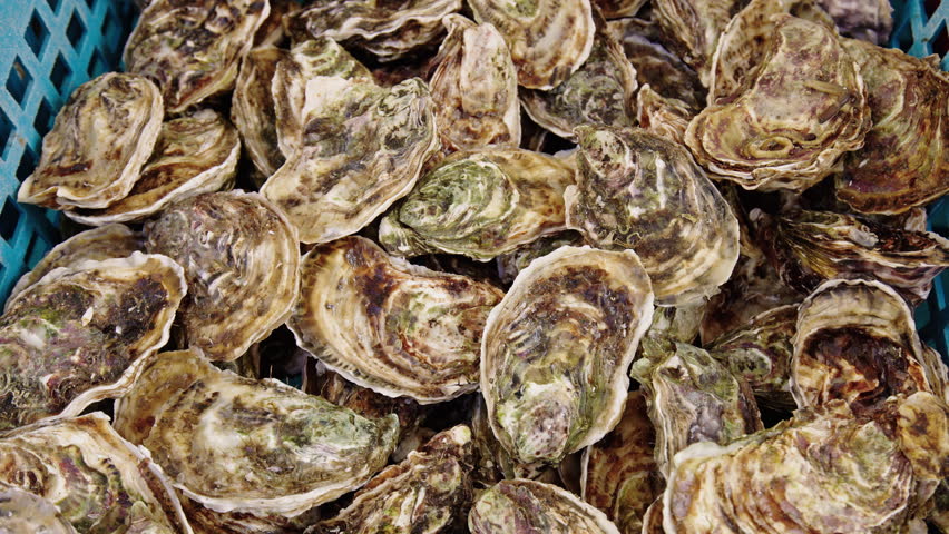 Explore oysters seafood box fishing experience in early morning waters