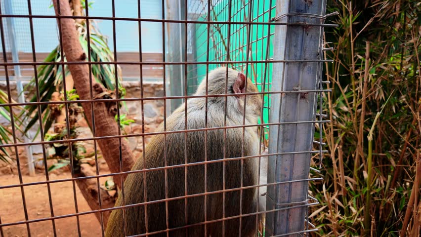 4K close-up of a monkey in zoo captivity, showing a quiet, sad expression, capturing the emotion and plight of animals in confinement.