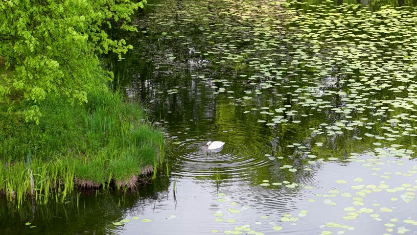 Aerial drone footage of a pond covered with lily pads, surrounded by lush green vegetation, reeds and birds in Denmark