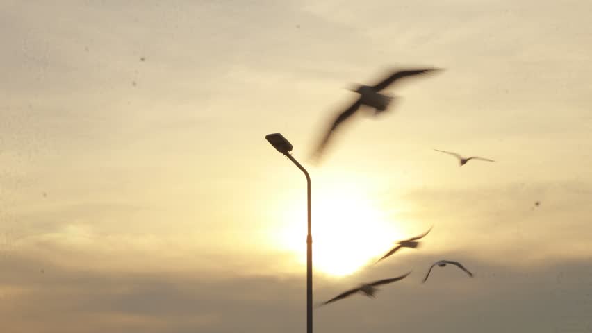 Seagulls are flying in the sky as the sun is setting.