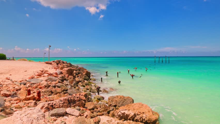 Magnificent view of pelicans resting on wooden posts in Caribbean Sea with turquoise clear water. Aruba.