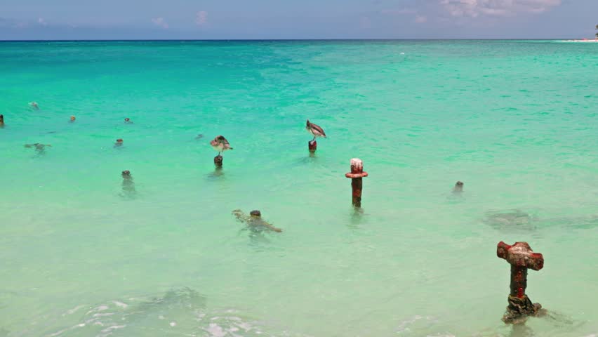 Close up view of pelicans standing on wooden posts in Caribbean Sea with foamy waves and turquoise water. Aruba.