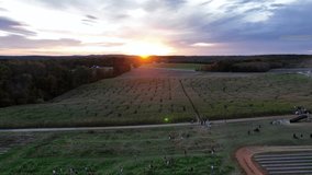 Golden sunset behind forest trees in american countryside. Descend drone wide shot. Corn Maze with pumpkin fields in autumn season. - Powered by Shutterstock - Get 15% off with code: PIKWIZARD15