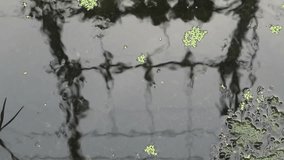 Small aquatic plant leaves float in the fish pond with reflections on the water surface - Powered by Shutterstock - Get 15% off with code: PIKWIZARD15