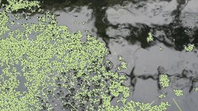 Small aquatic plant leaves float in the fish pond with reflections on the water surface - Powered by Shutterstock - Get 15% off with code: PIKWIZARD15