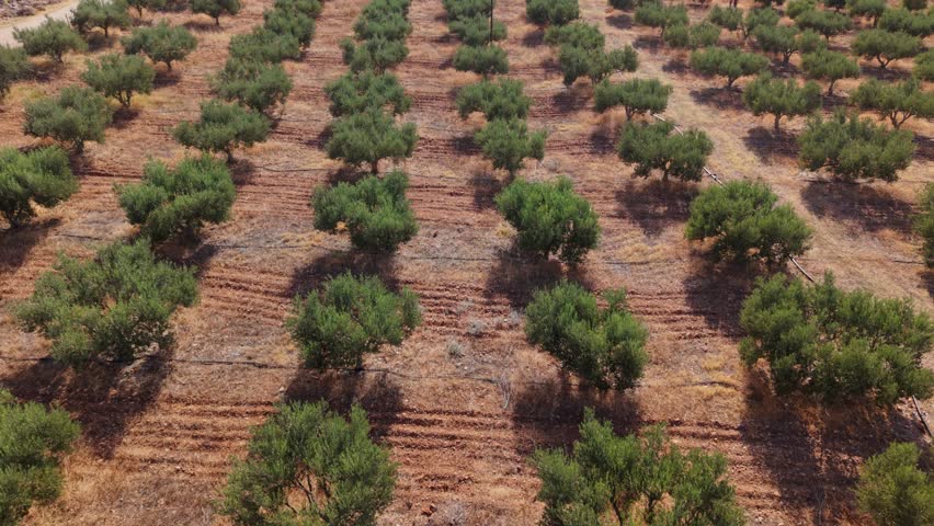 Aerial 4K shot of a peaceful olive grove in Crete, Greece, with sunlit trees and scenic Mediterranean countryside atmosphere.