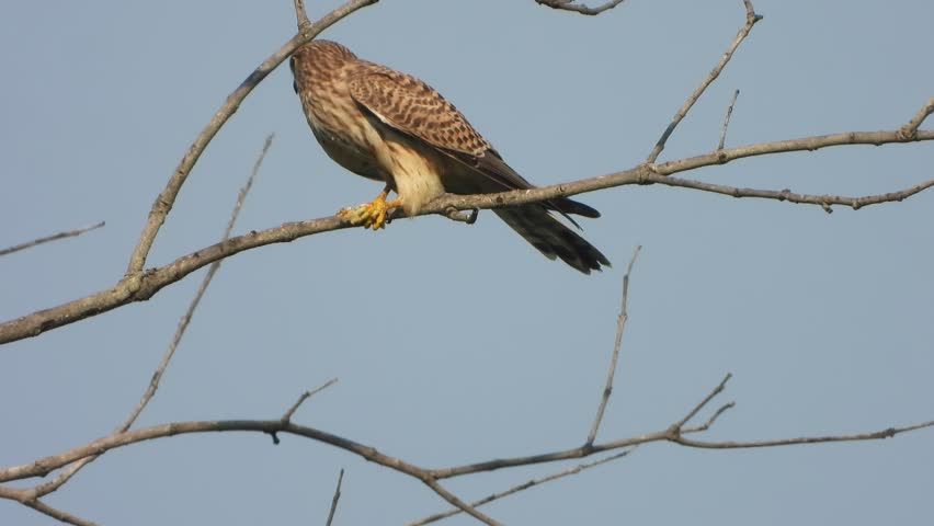 Eagle hawk eating caterpillar in tree branch .