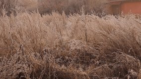 Frost covered wild grasses on a freezing morning in Erzurum, Turkey, showing the first signs of winter. Ideal for documentaries, nature themes, seasonal transitions, and atmospheric visuals. - Powered by Shutterstock - Get 15% off with code: PIKWIZARD15