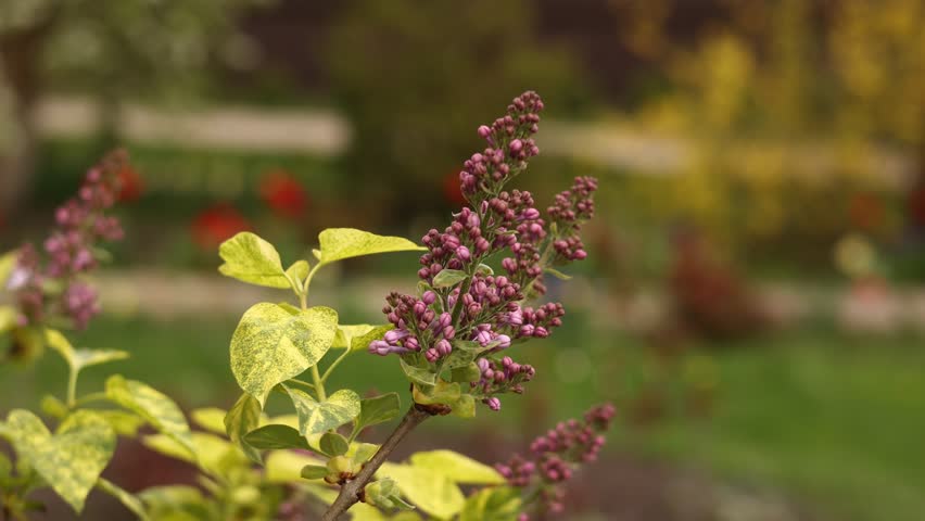 Beautiful branches of half-open purple lilac blooms swaying in the wind in the garden on spring day on green grass background. Charming violet blooming flowers with vibrant green leaves