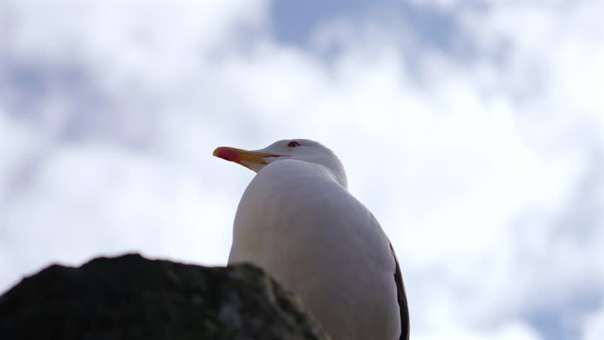 Seagull Standing on Rock Against Sky
