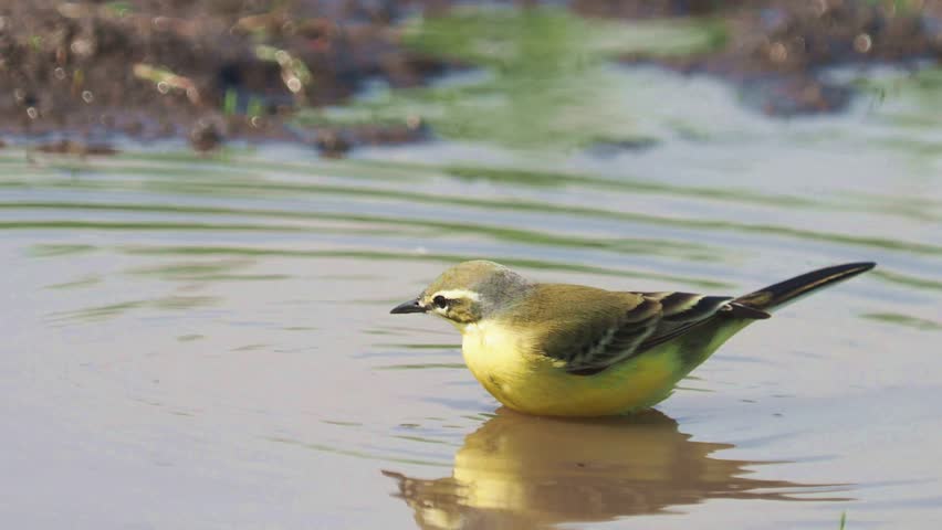 The western yellow wagtail bird taking a bath, Motacilla flava