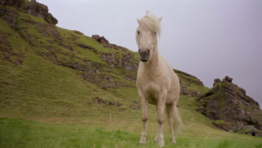 White Icelandic Horse Standing on Scenic Green Hills Iceland