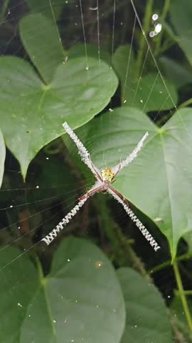 Spiders eat bees, there is a little wind 
