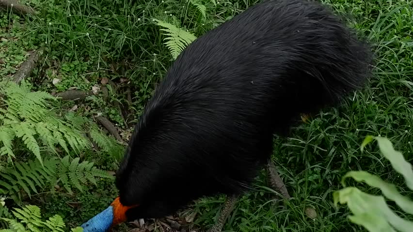 A large, flightless bird, the southern cassowary, is captured in a natural setting, its vibrant blue head and orange neck contrasting sharply with its black plumage and the dense green foliage surroun