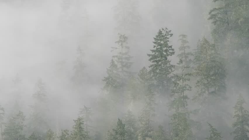 Fog covering the trees in late fall in South British Columbia, Canada.