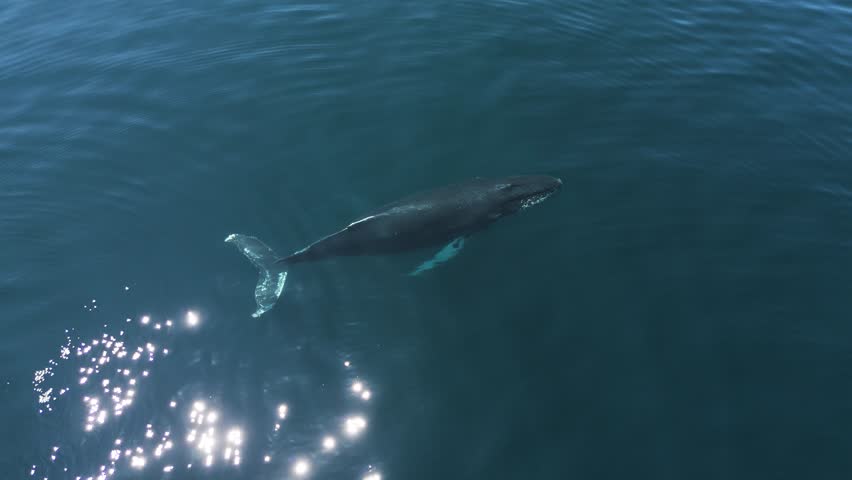 Humpack whale in a sunny and calm day in the North Atlantic ocean.