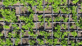 Watch vibrant green seedlings sprout in nursery pots under bright sunlight. A dynamic view showcases the growth and cultivation of these young plants. - Powered by Shutterstock - Get 15% off with code: PIKWIZARD15