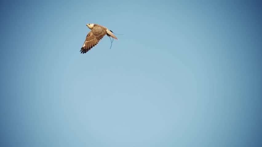 Super slowmotion of falcon flying in sky in Dubai