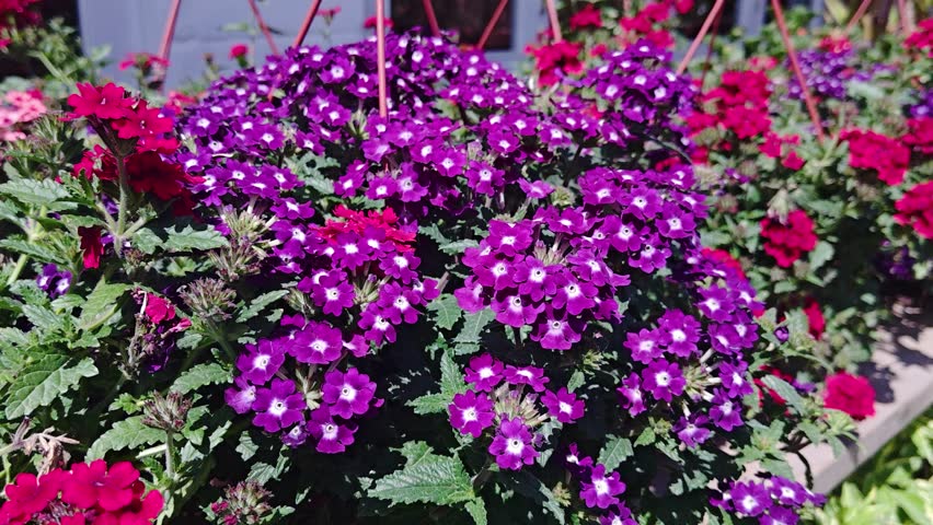 Capture the beauty and vibrancy of summer with these verbena flowers in full bloom. Perfect for gardens, landscaping, and adding a touch of floral elegance.
