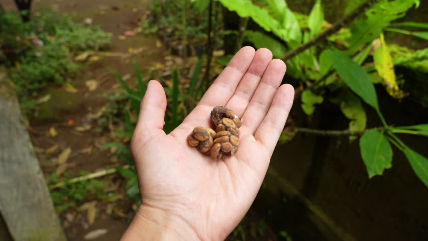 Beans from civet droppings rest in an open palm above a lush Indonesian garden, static POV shot.