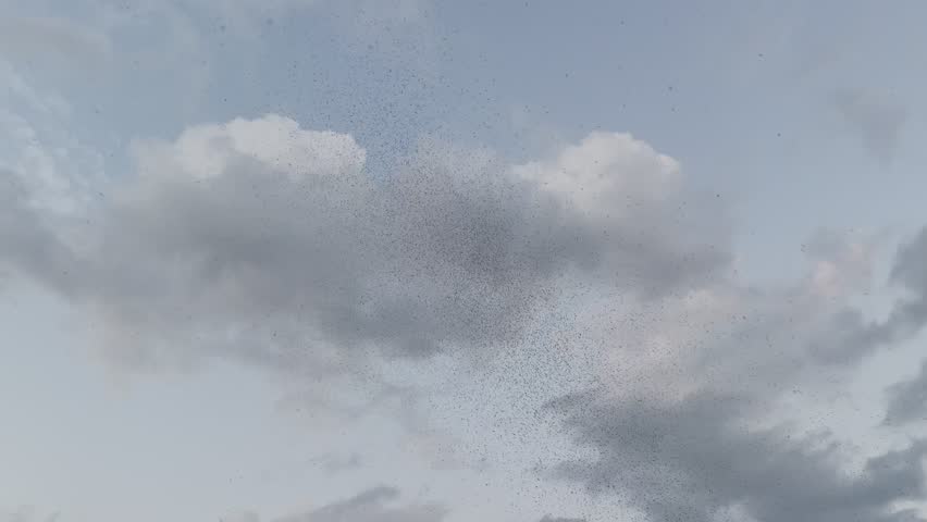 Detailed slow motion footage of a mosquito swarm flying in intricate synchronized patterns