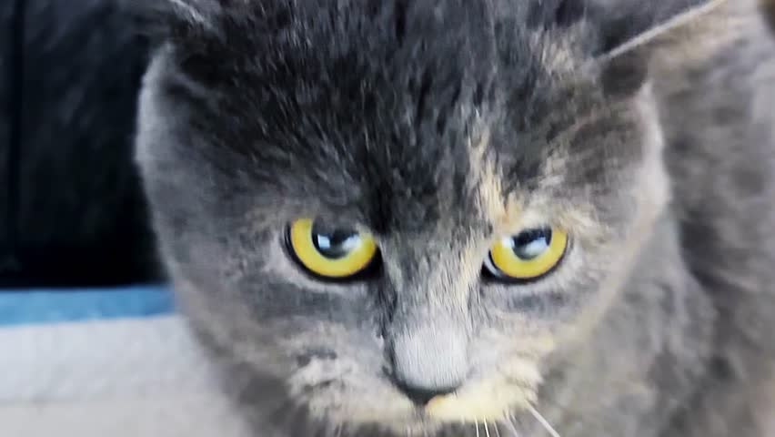 Beautiful cat close-up. Cat rest in sunny room. Cat looking at camera. Animal care concepte