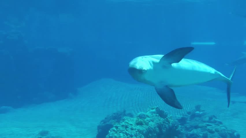 This HD Dolphin Video captures the graceful beauty and playful energy of dolphins swimming freely in their natural ocean habitat. Shot in crisp high-definition quality, every detail comes to life—from