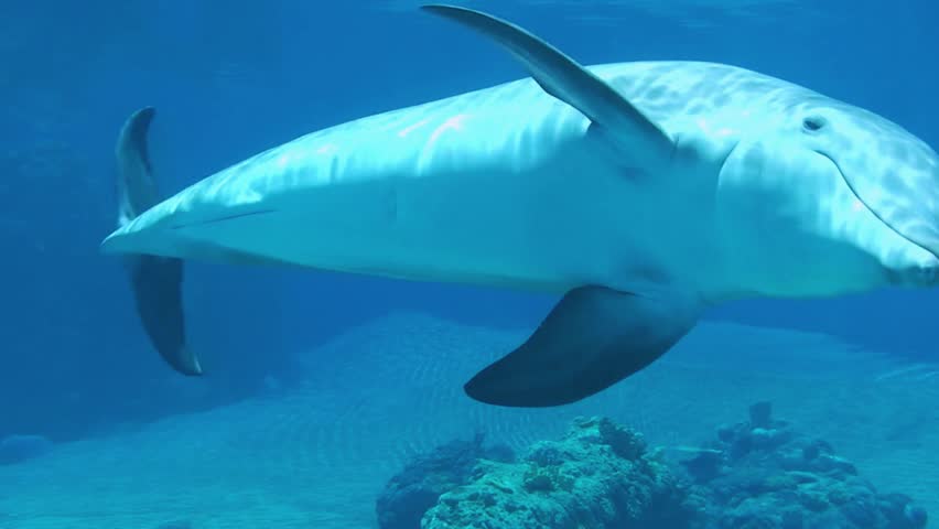 Dolphins swimming gracefully in their natural ocean habitat, showcasing playful energy and serene beauty. Captured in high-definition, perfect for marine life projects, wildlife videos, nature documentaries, and ocean-themed content.