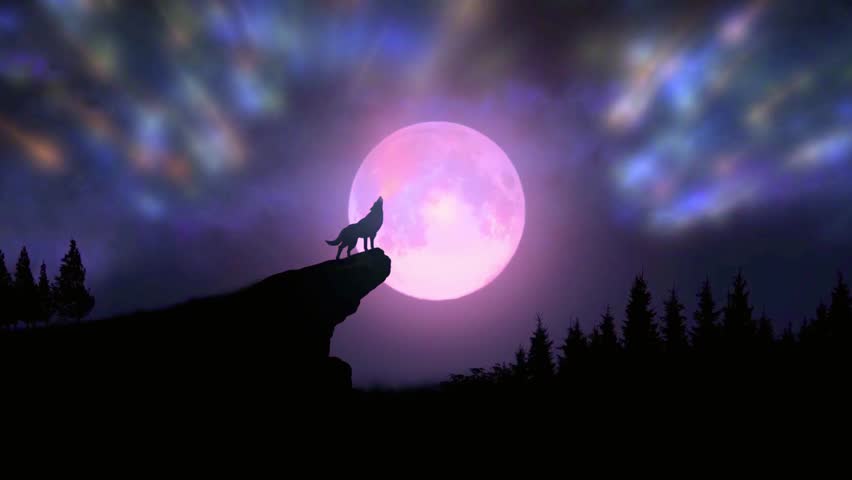 A lone wolf howls at the moon, standing on a rocky cliff under a starry night sky. Beautiful scene.