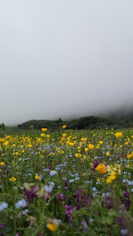 Flowers in the high mountains 