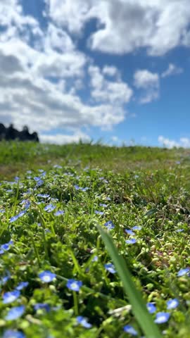 field of blue flowers	and sky