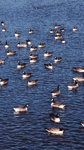 Canada geese gather in large numbers swimming on a lake surface during daytime hours enjoying the water and sunshine