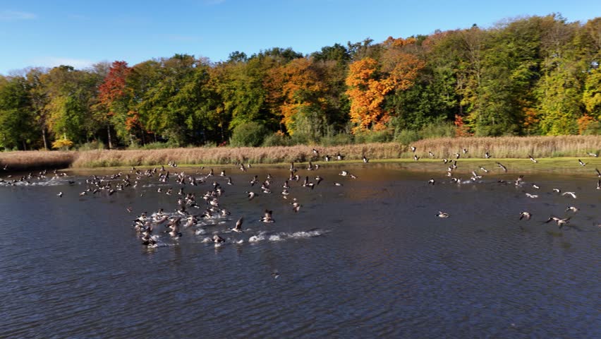 Flock of Birds Take Flight From Pond near Saint-Germain-en-Laye France in Autumn